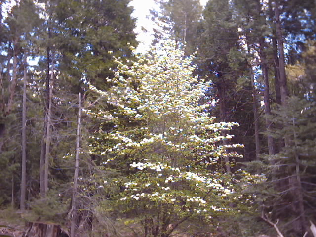 Forest Pacific Dogwood in Spring